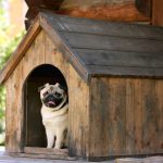 Dog House Designer