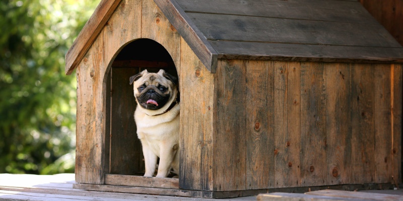 Dog House Designer in Parry Sound, Ontario